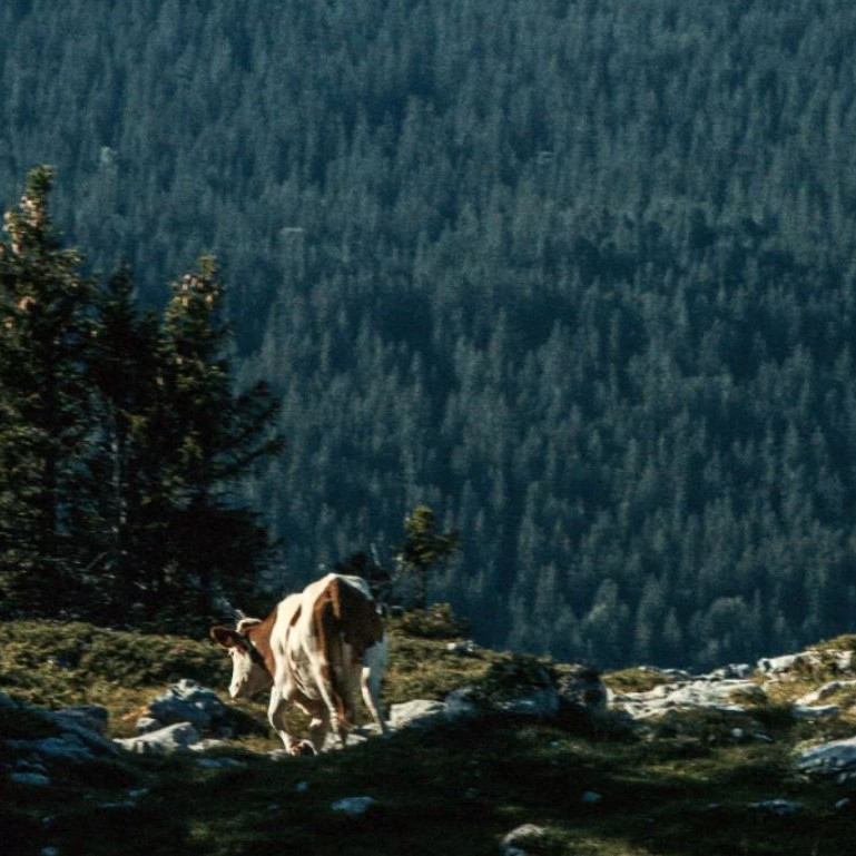 Le festival Pastoralismes et Grands Espaces 2025